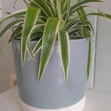 Felix Apartment
